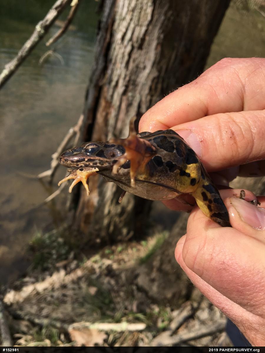 Pickerel Frog