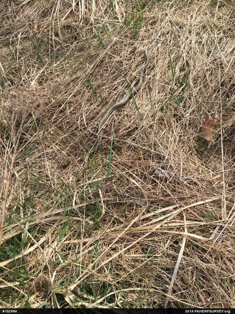 Eastern Gartersnake