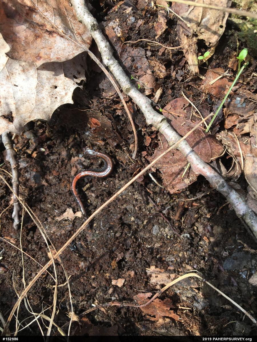 Eastern Red-backed  Salamander