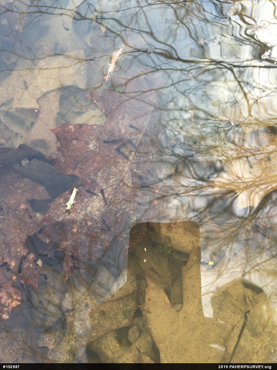 Wood Frog