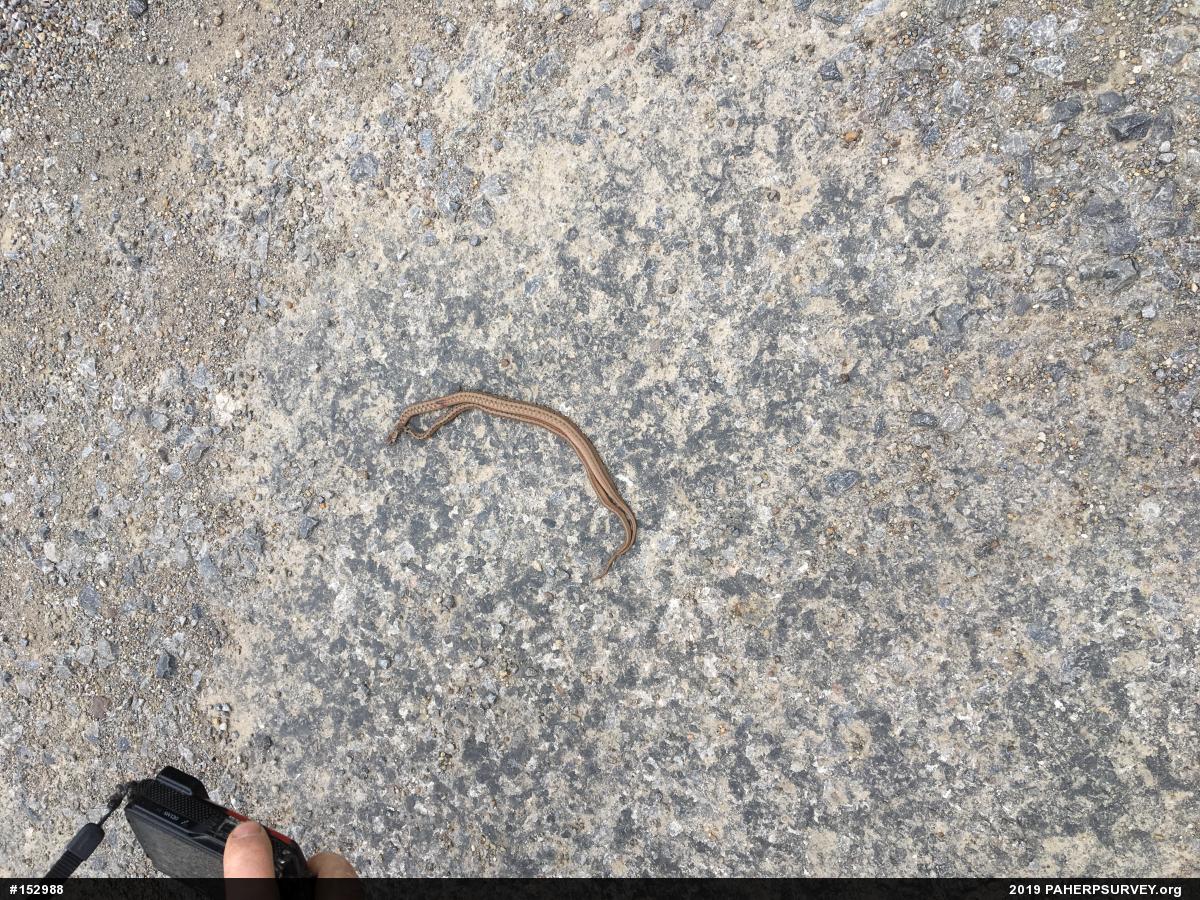 Dekay's Brownsnake