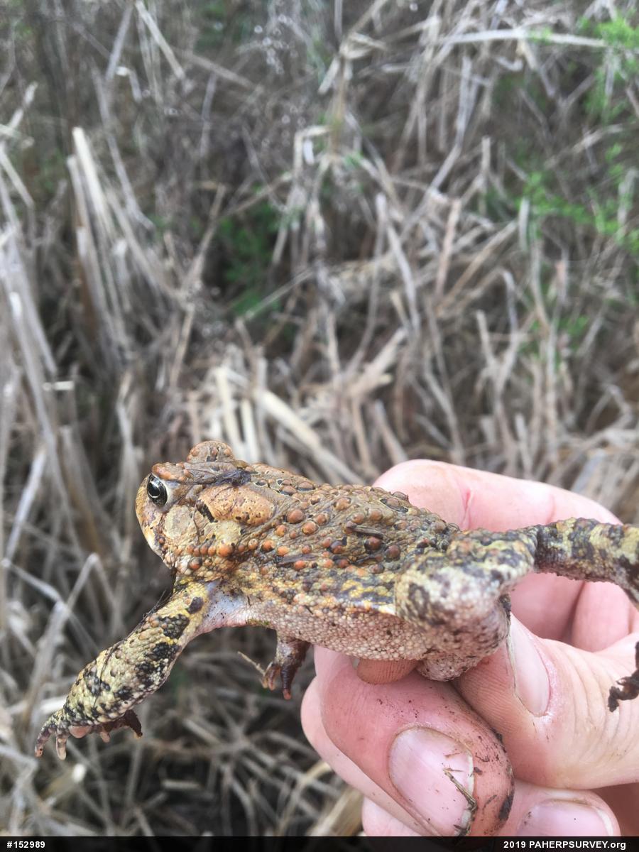 Eastern American Toad