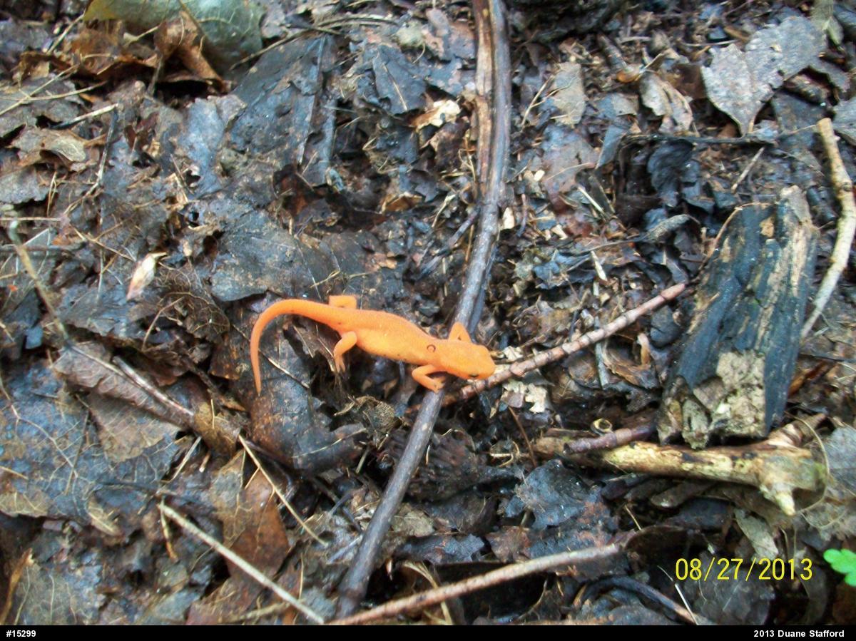 Red-spotted Newt