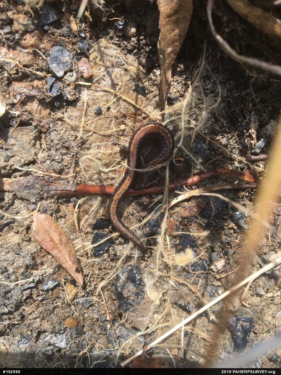 Eastern Red-backed  Salamander