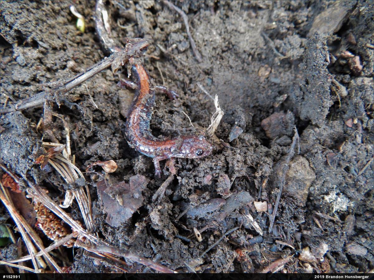 Eastern Red-backed  Salamander
