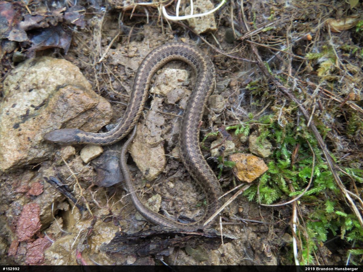 Eastern Gartersnake