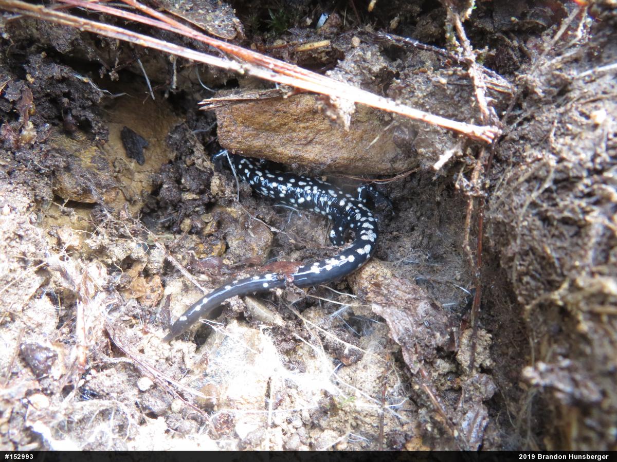 Northern Slimy Salamander