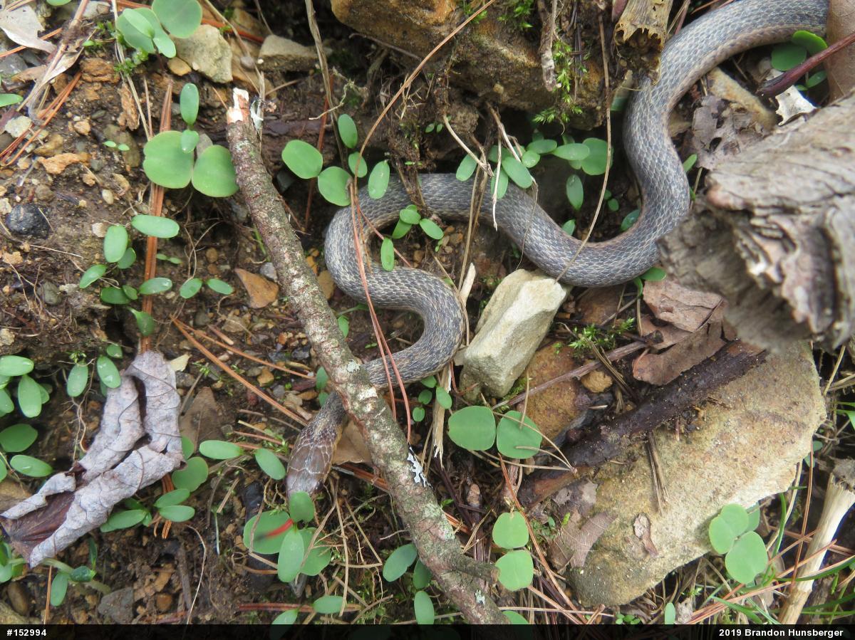 Eastern Gartersnake