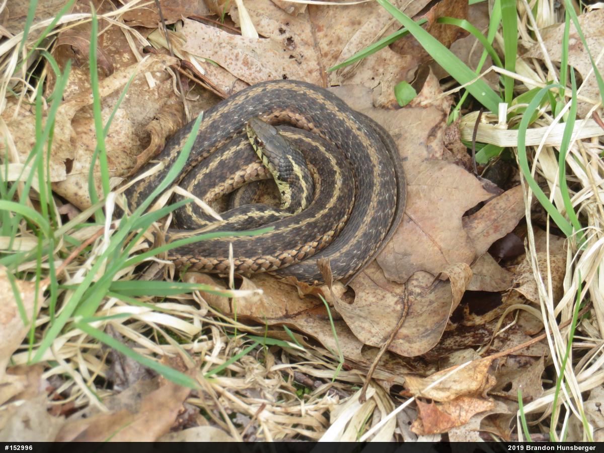 Eastern Gartersnake