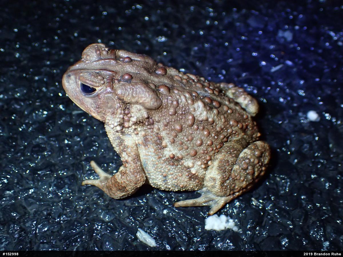 Eastern American Toad