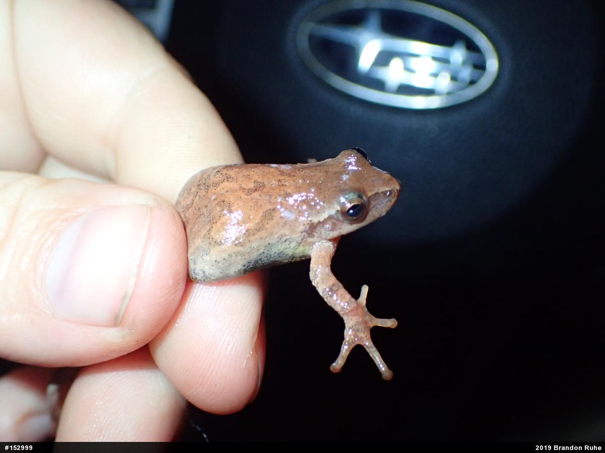 Spring Peeper