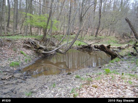 Spotted Salamander