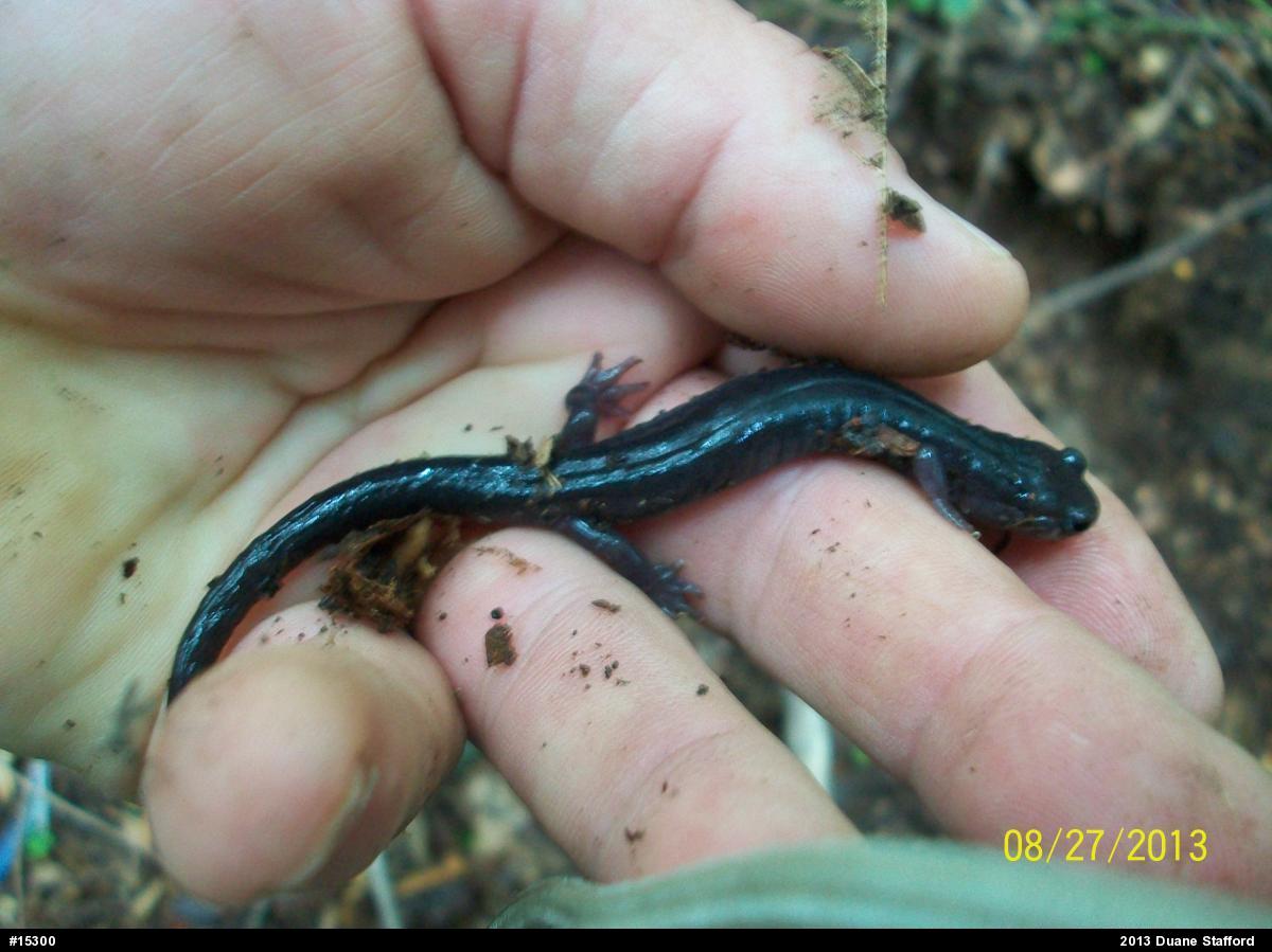 Wehrle's Salamander