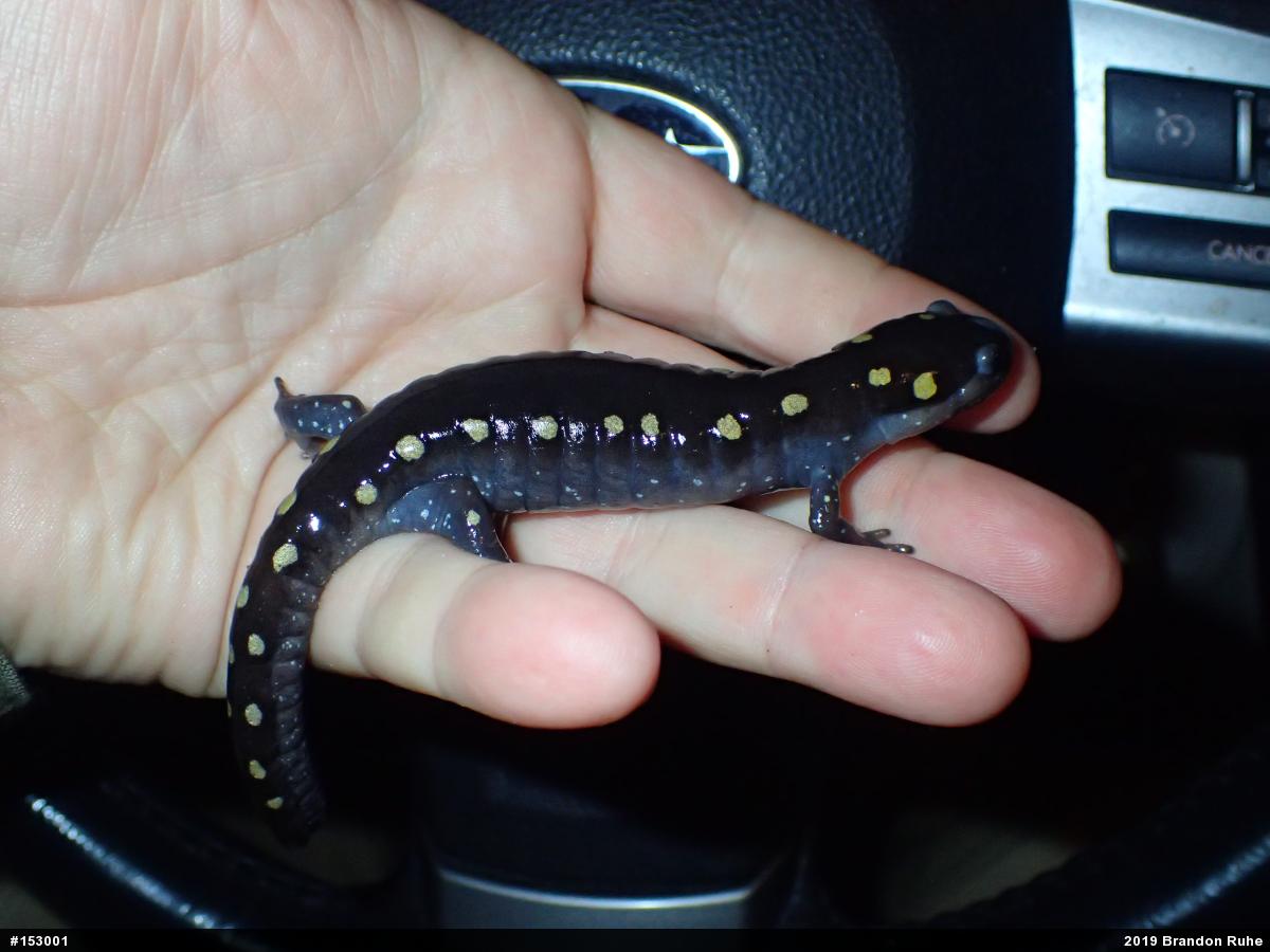 Spotted Salamander