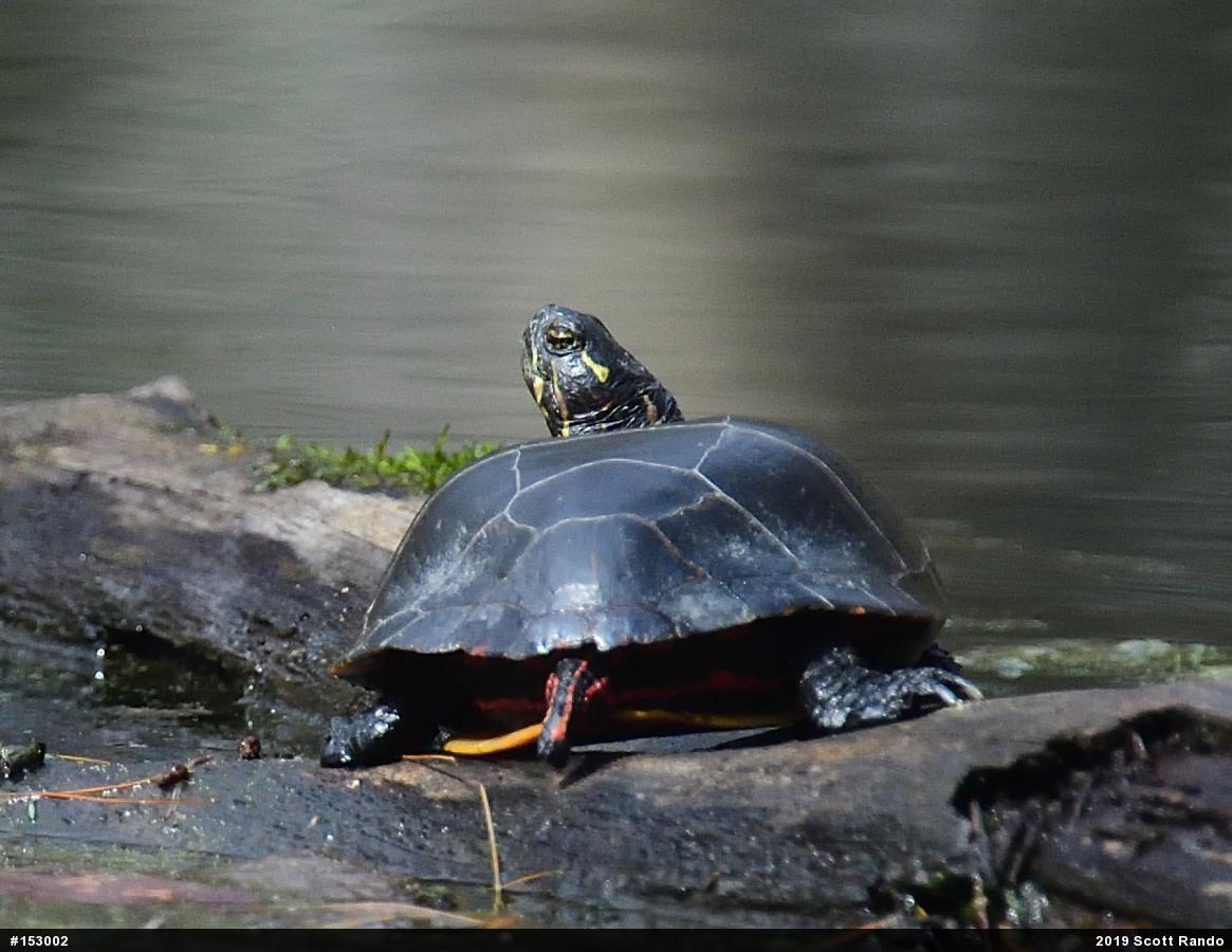 Eastern Painted Turtle