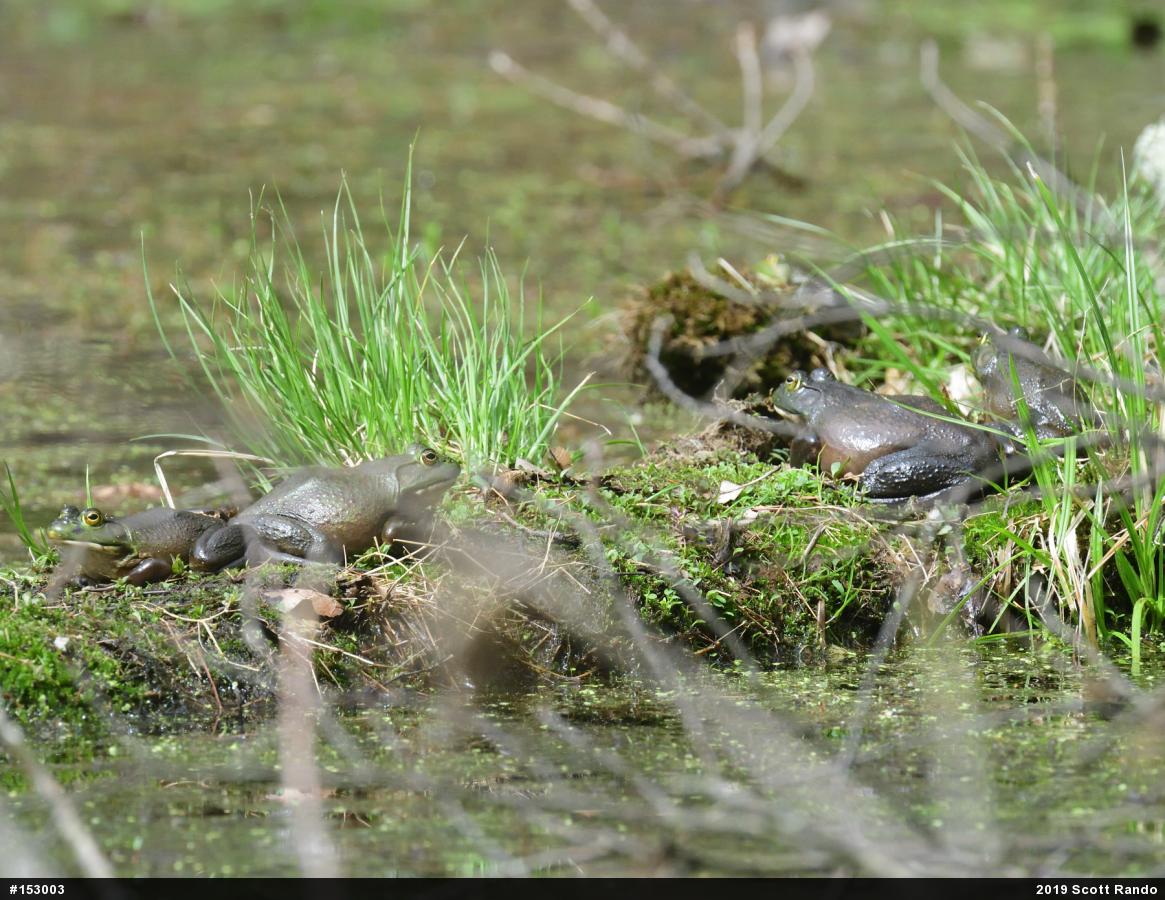 American Bullfrog