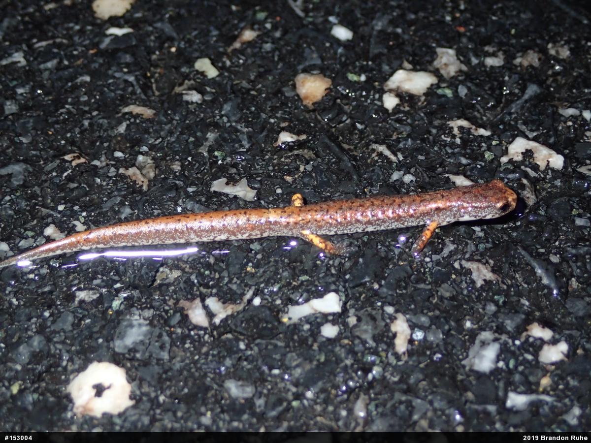 Four-toed Salamander