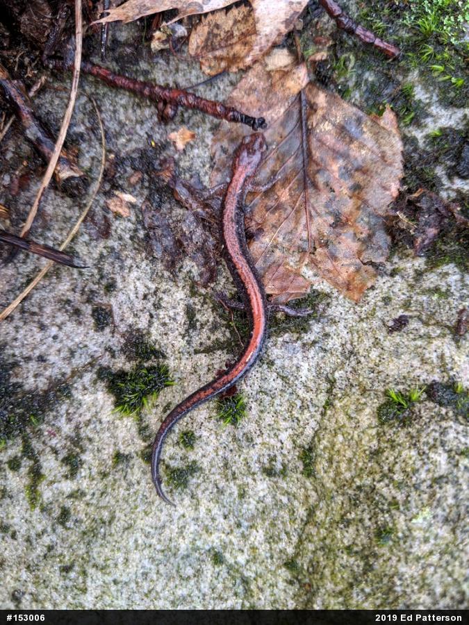 Eastern Red-backed  Salamander