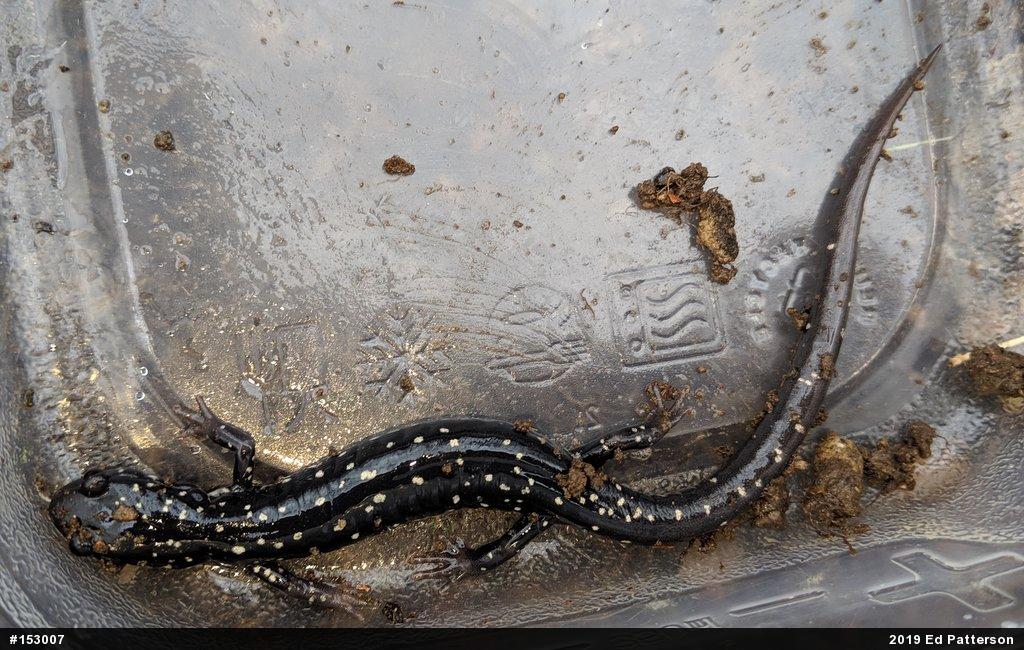 Northern Slimy Salamander