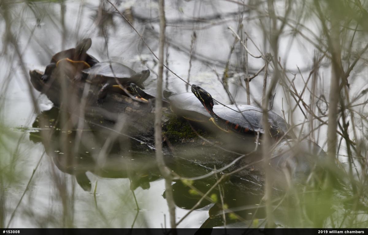 Painted Turtle