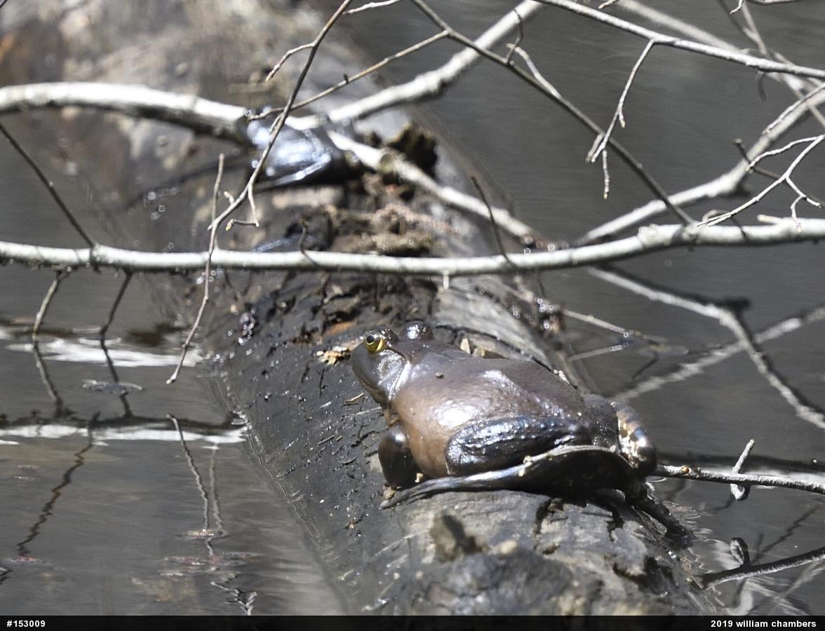 American Bullfrog