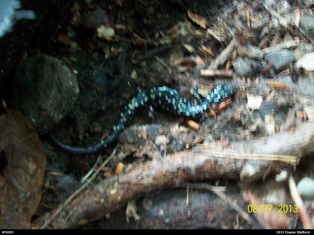 Northern Slimy Salamander