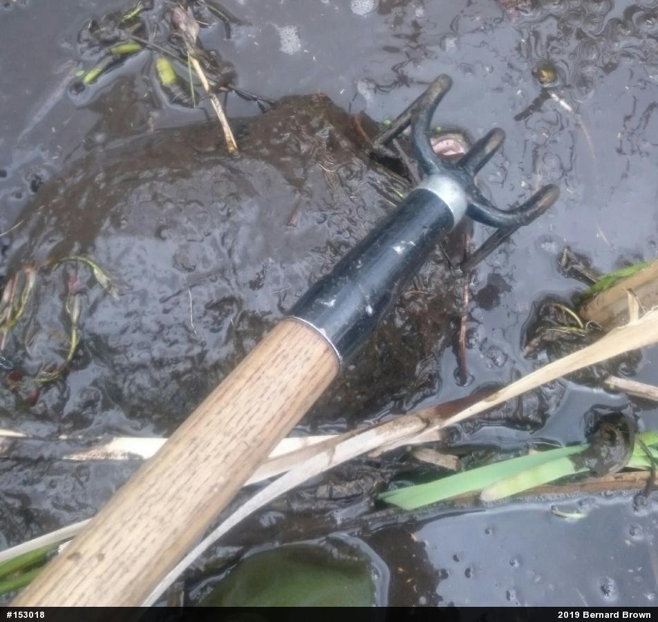 Snapping Turtle