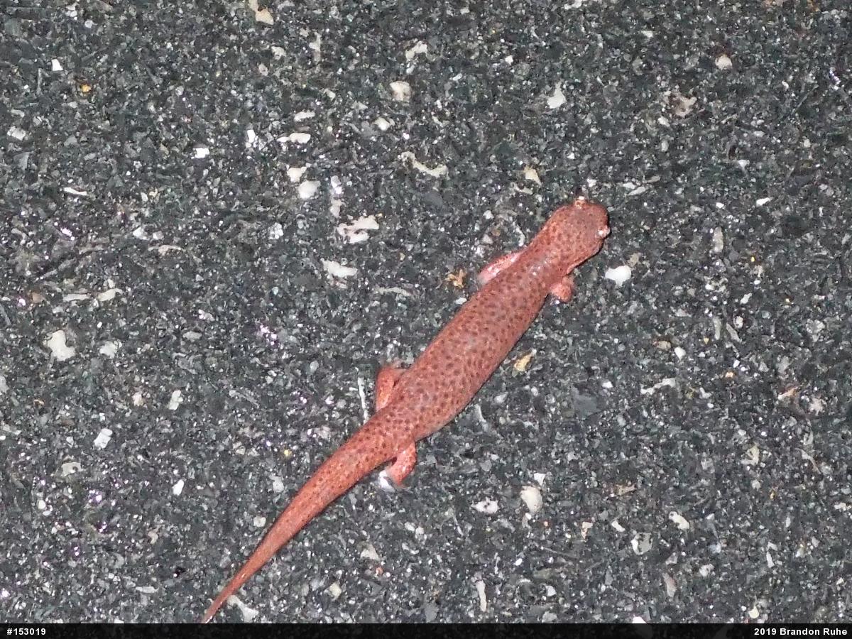 Northern Red Salamander