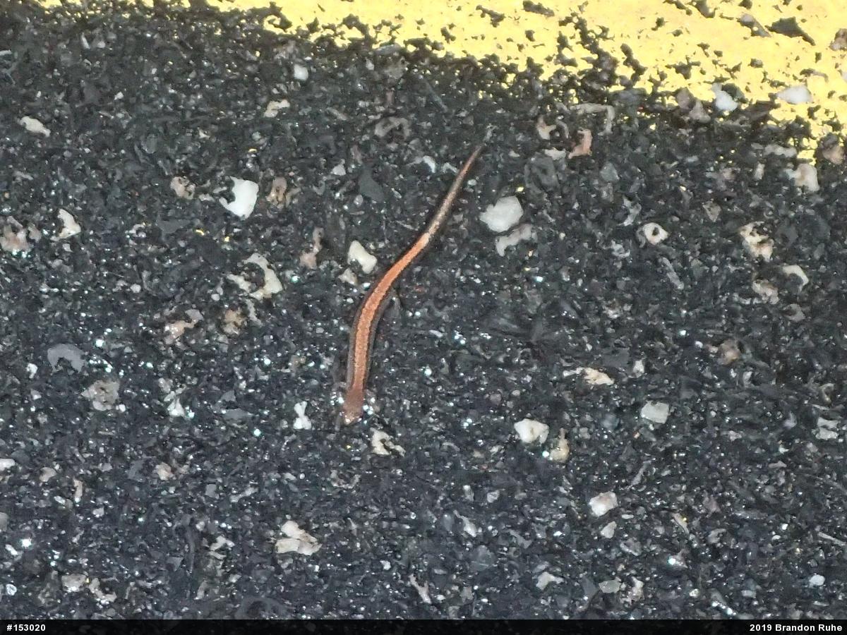 Eastern Red-backed  Salamander