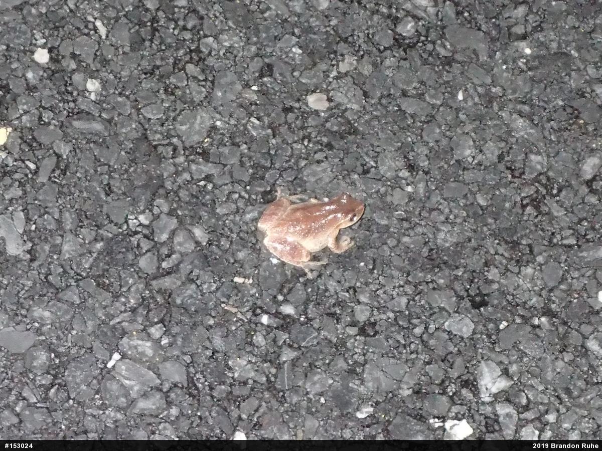 Spring Peeper
