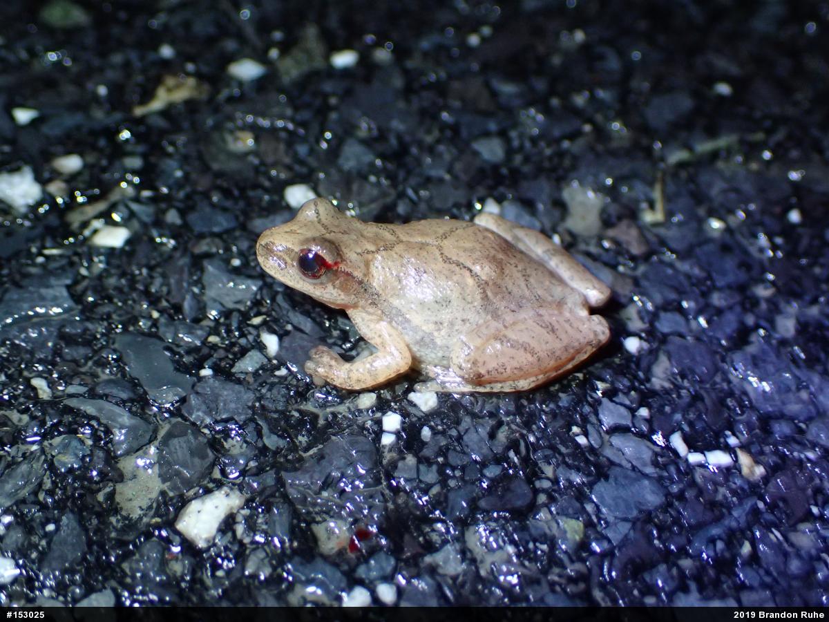 Spring Peeper