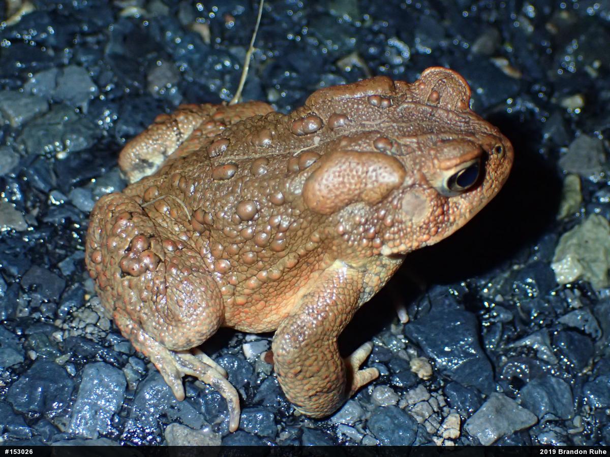 Eastern American Toad