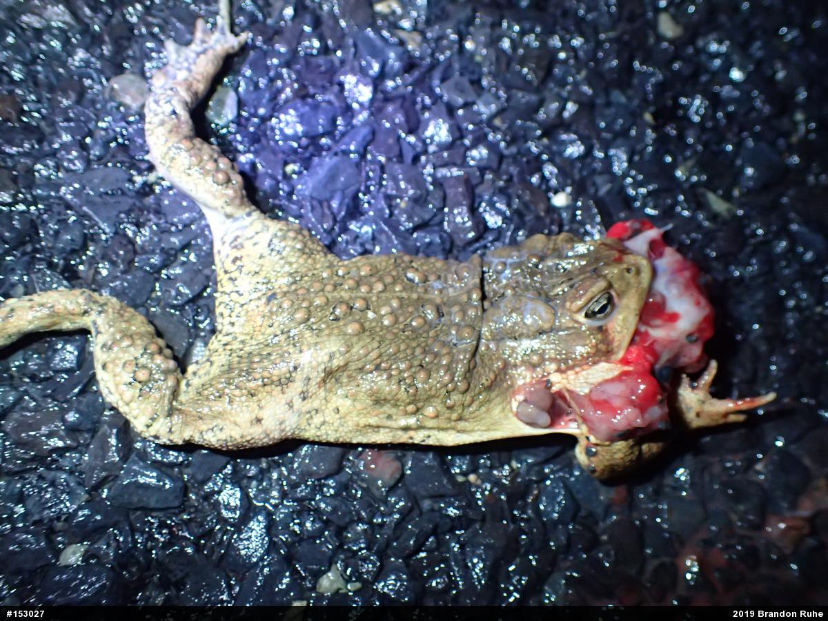 Eastern American Toad
