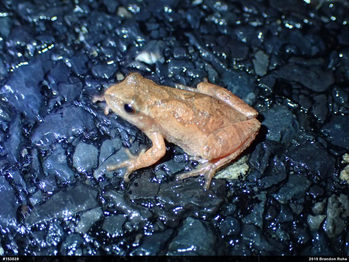 Spring Peeper