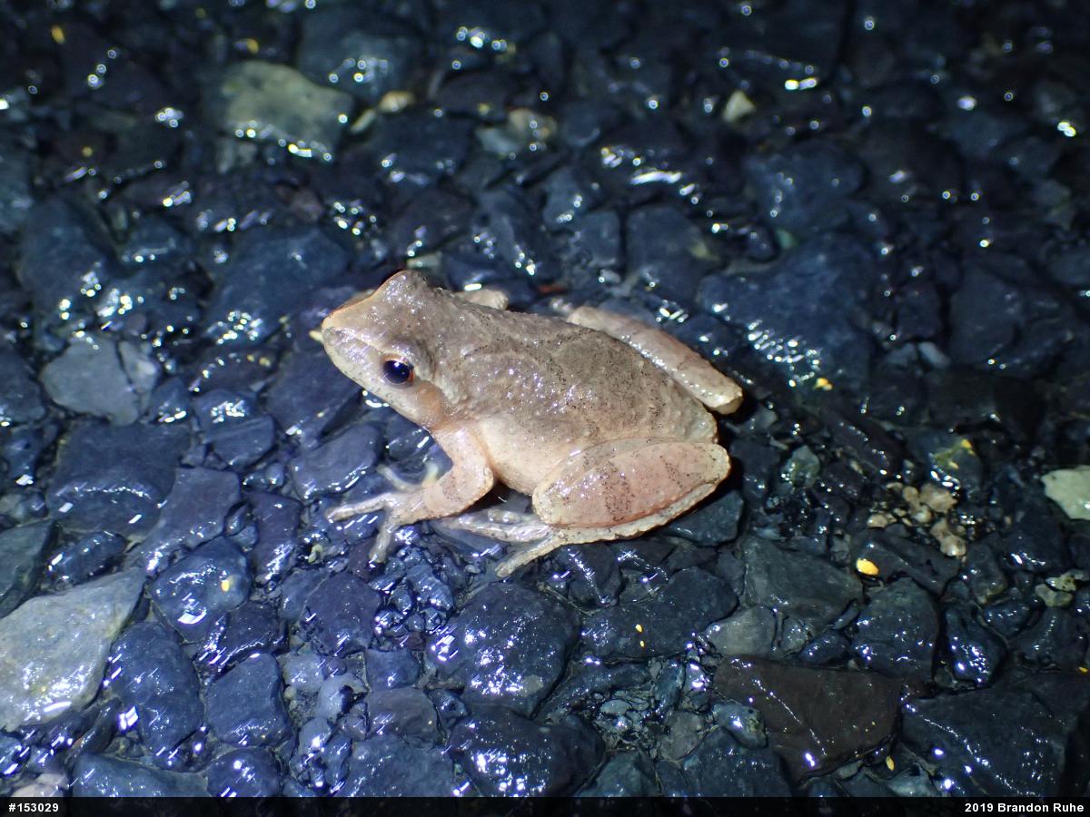 Spring Peeper