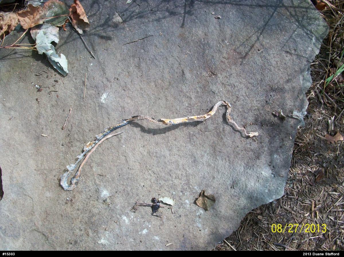 Northern Ring-necked Snake