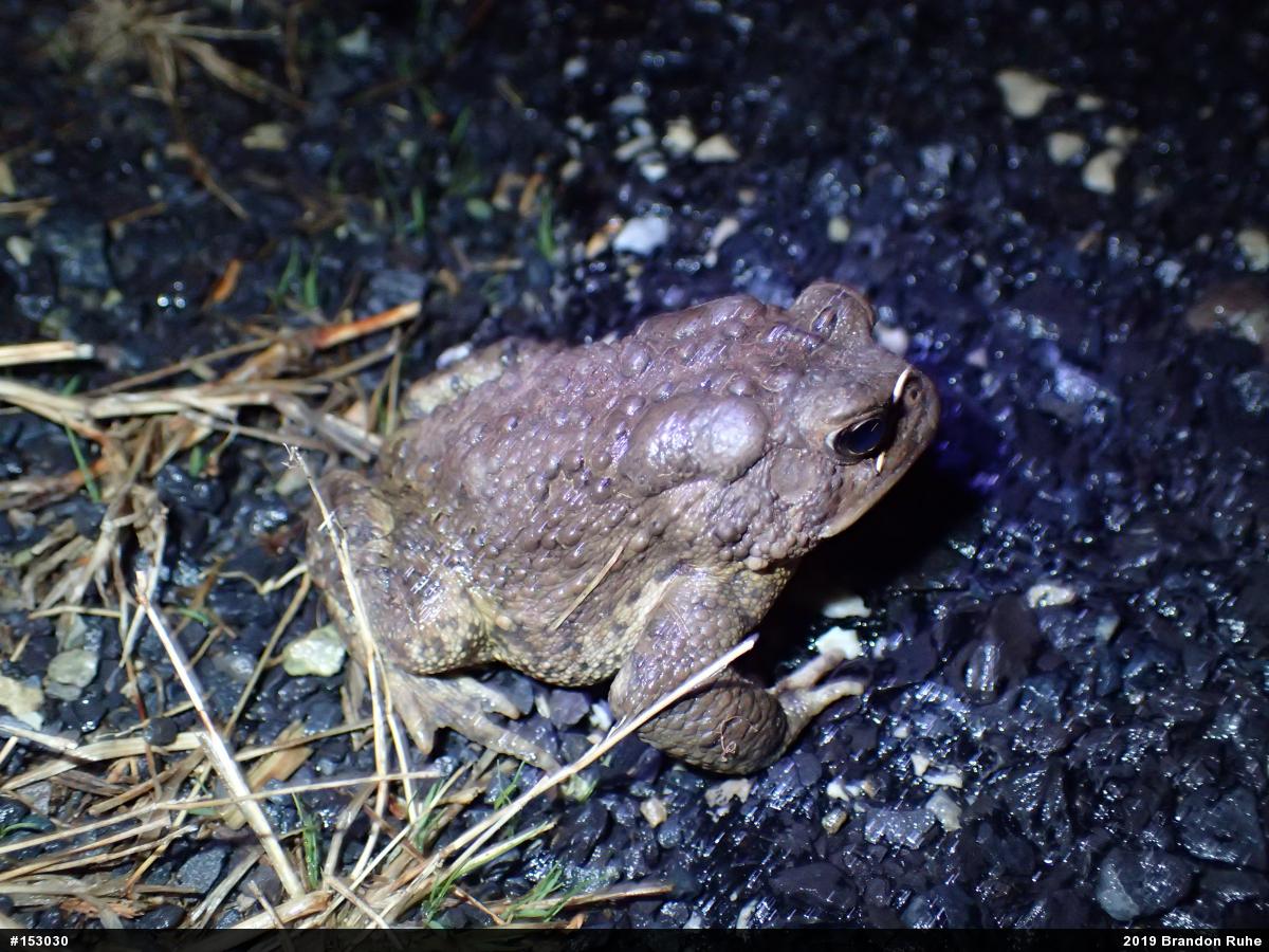 Eastern American Toad