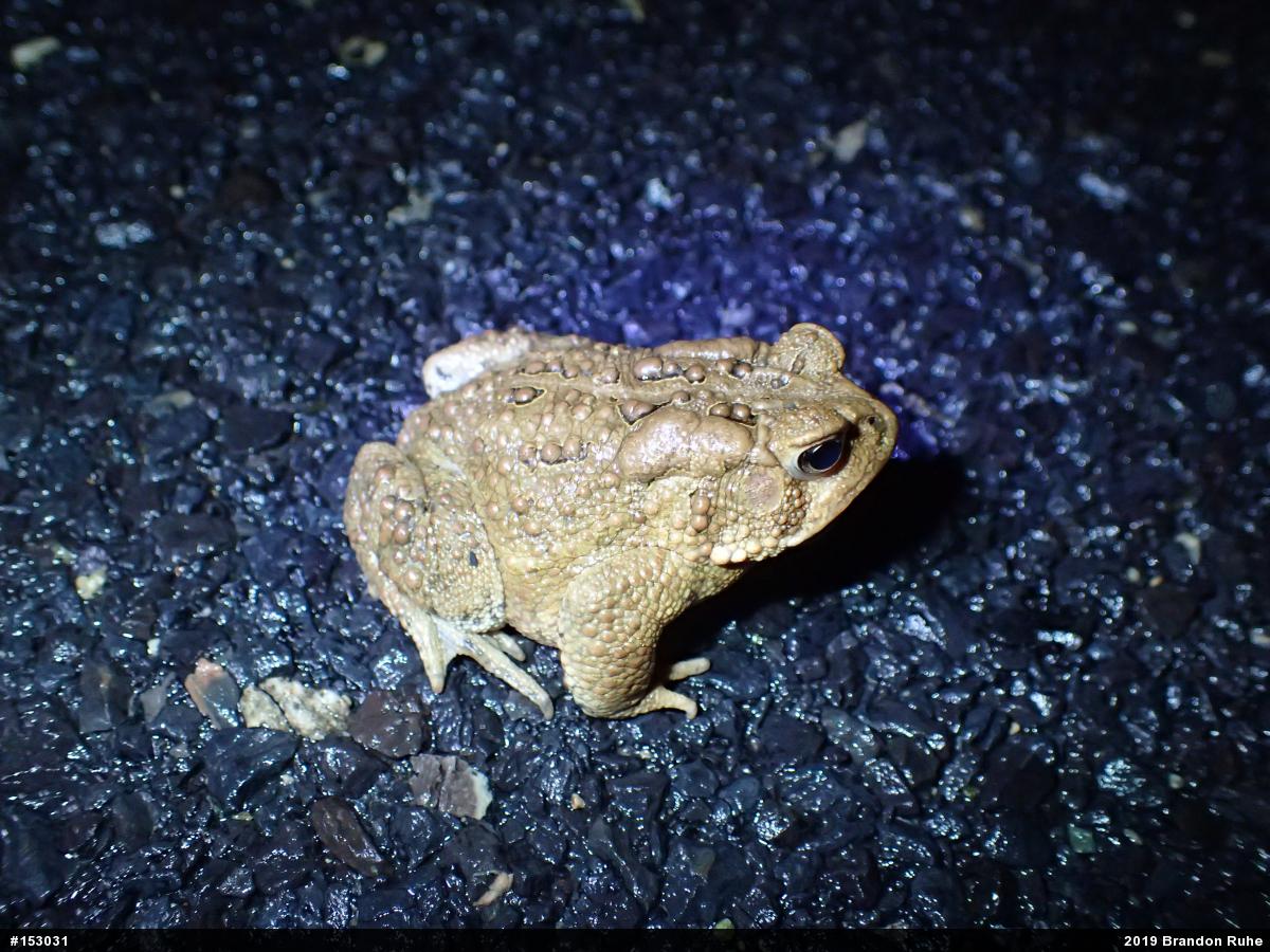 Eastern American Toad