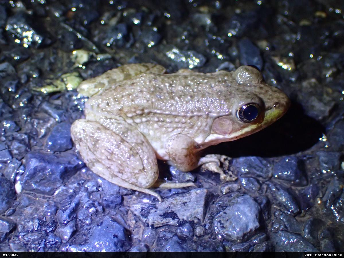 Green Frog
