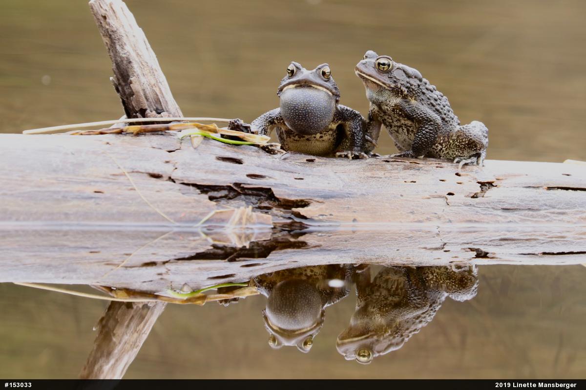 Eastern American Toad