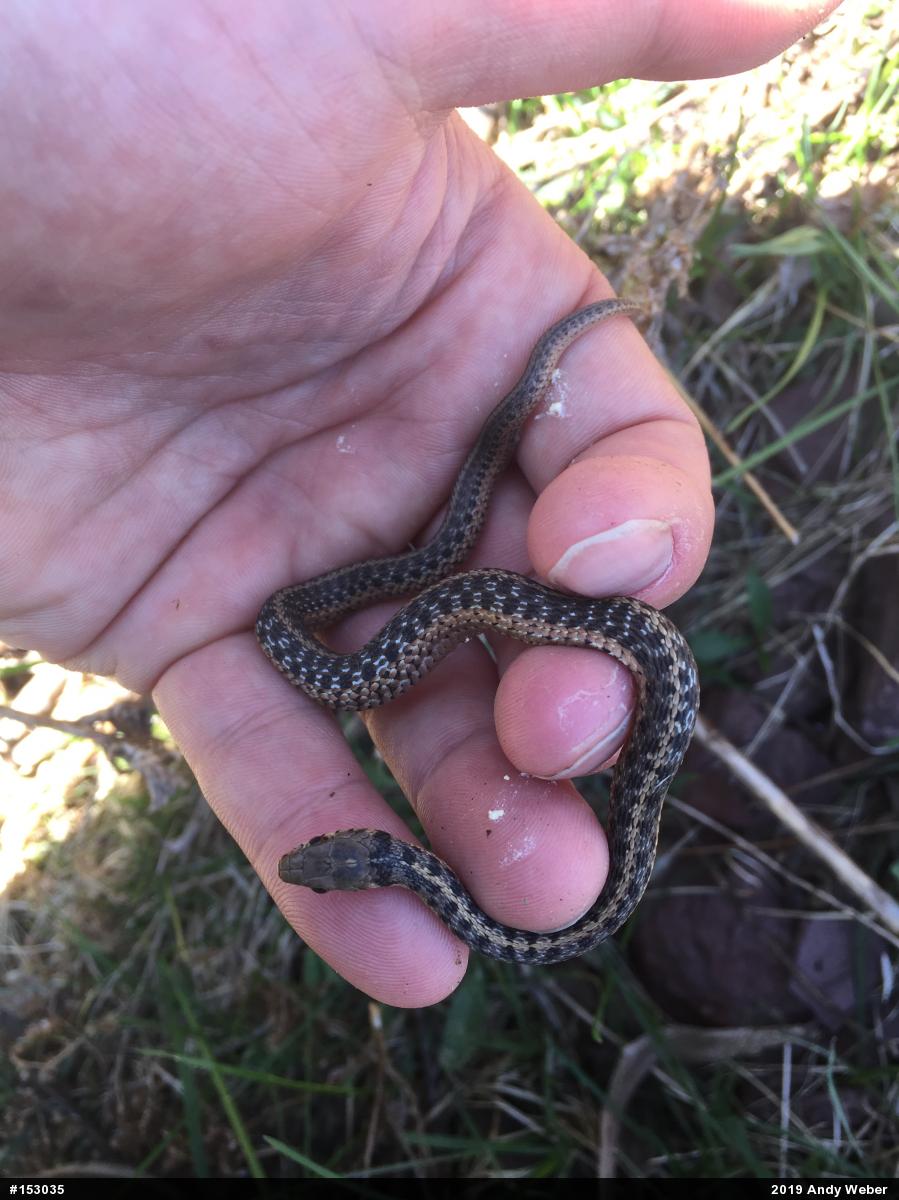 Eastern Gartersnake