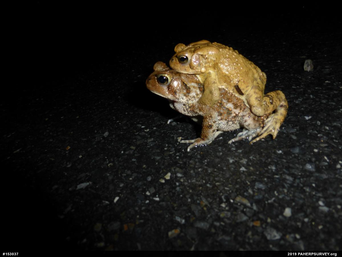 Eastern American Toad