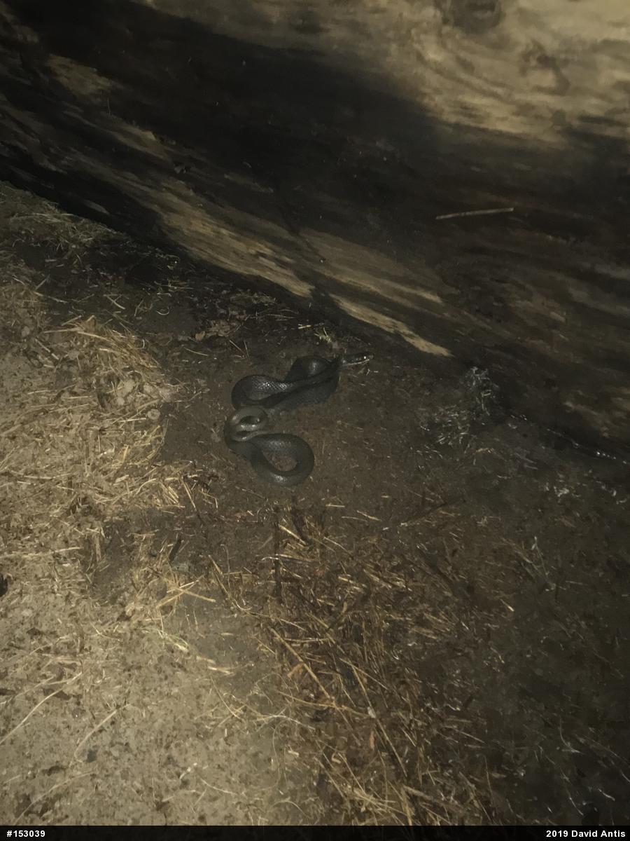 Northern Black Racer