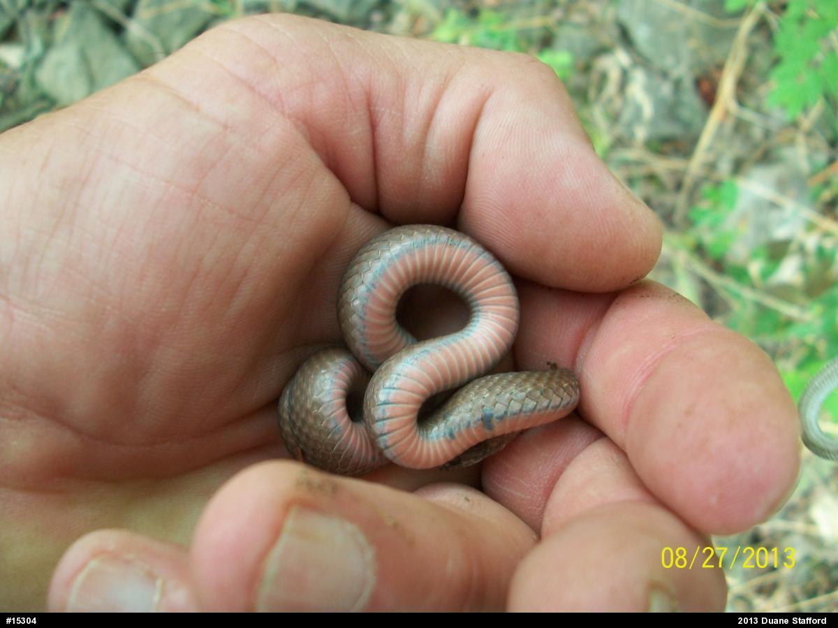 Red-bellied Snake
