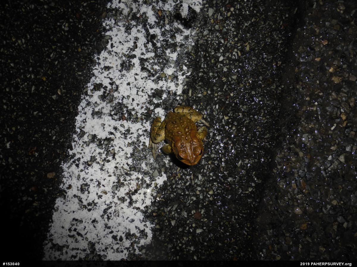 Eastern American Toad