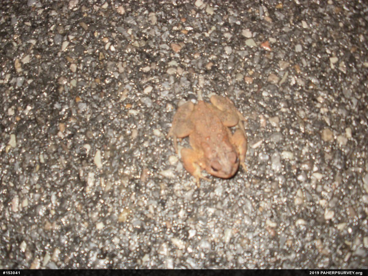Eastern American Toad