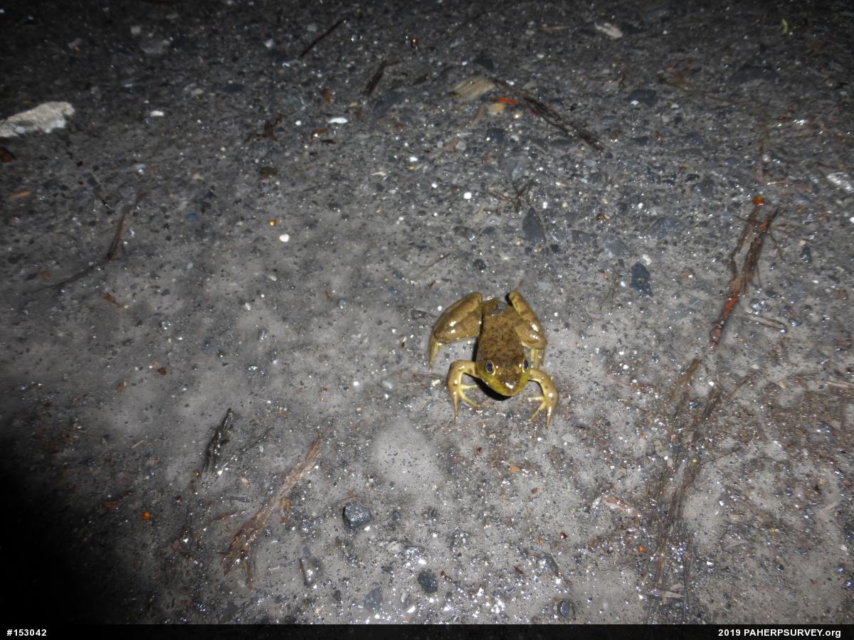American Bullfrog