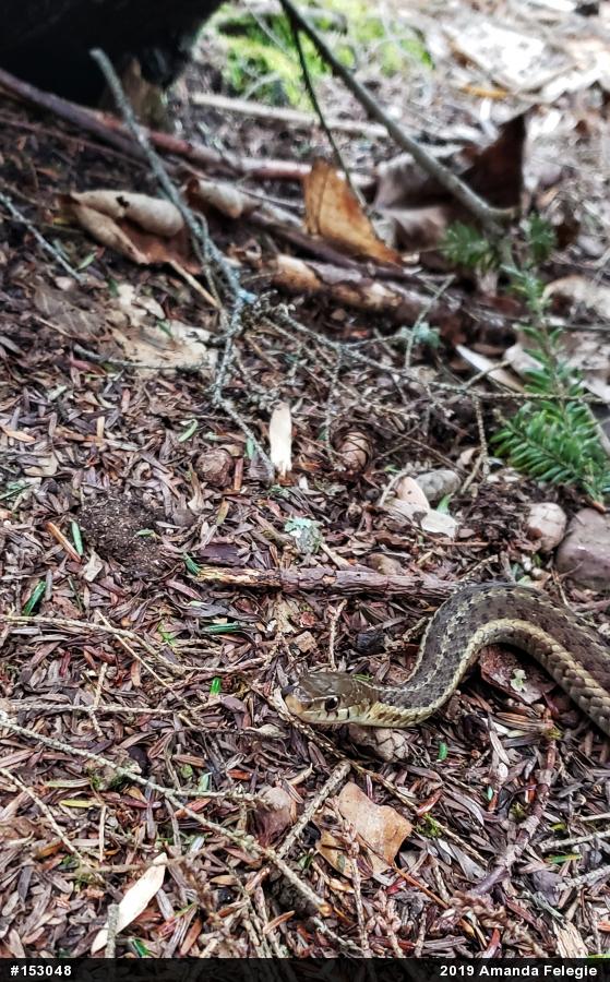 Eastern Gartersnake