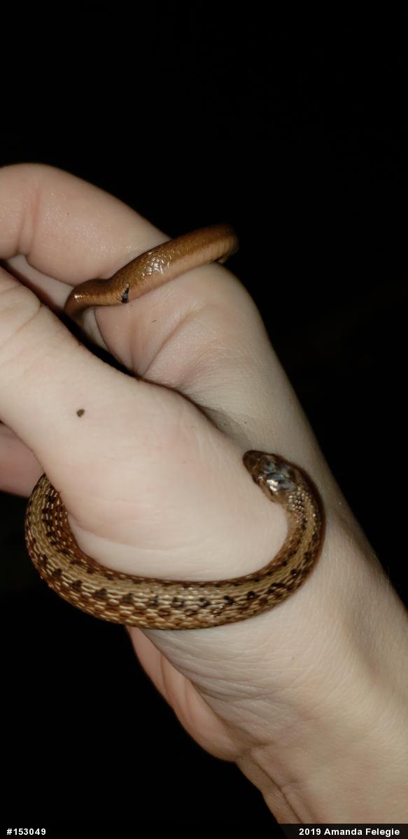 Dekay's Brownsnake