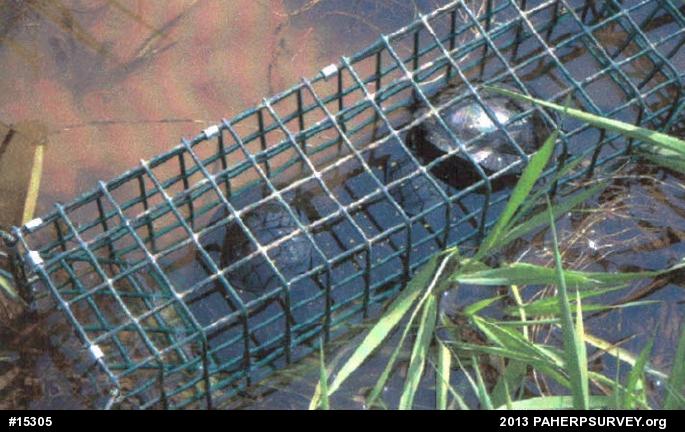 Spotted Turtle